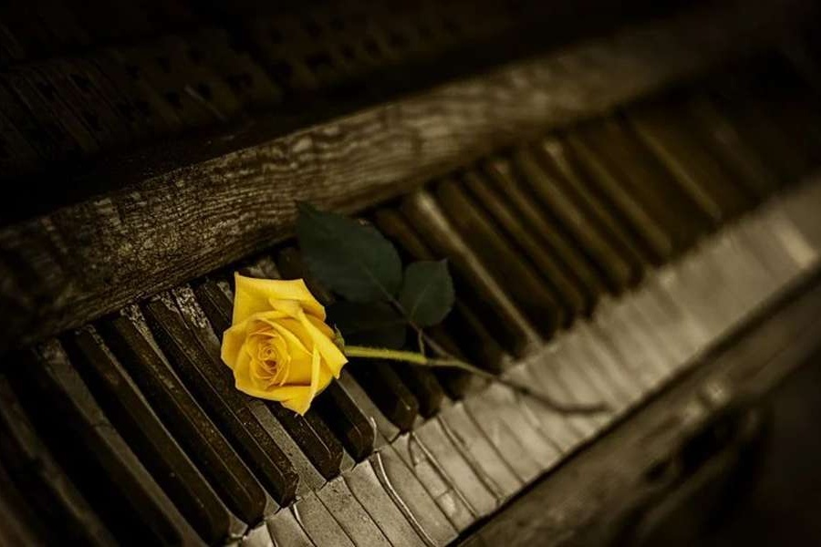 żółta róża na tle klawiszy pianina