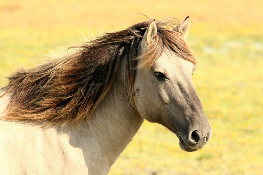 Głowa konia o beżowej maści i brązowej grzywie zwrócona w prawą stronę na jasno zielonożółtym trawiastym