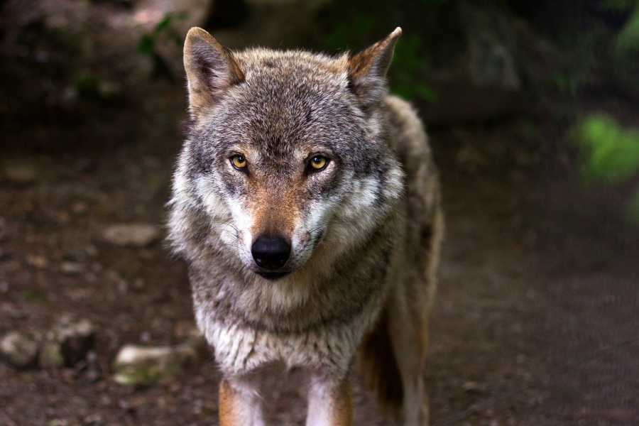 Szarobury wilk zwrócony pyskiem do oglądającego na tle rozmazanego lasu