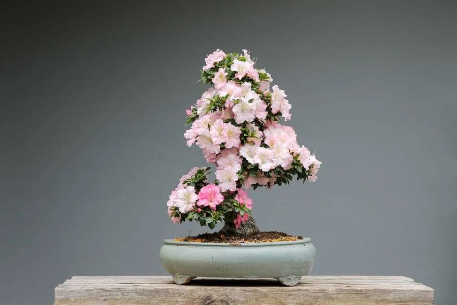 kwitnące drzewko bonsai