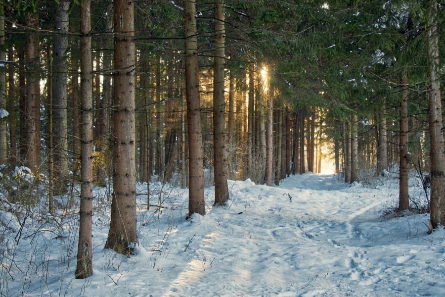 zdjęcie przedstawia zimowy las