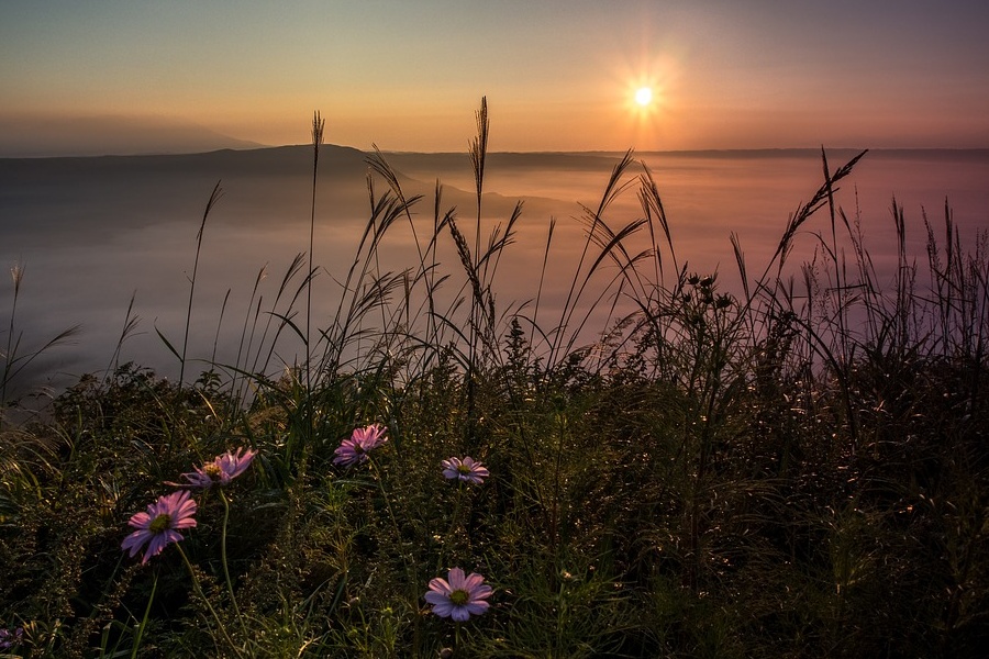Zdjęcie przedstawia łąkę o wschodzie słońca, w tle mgła