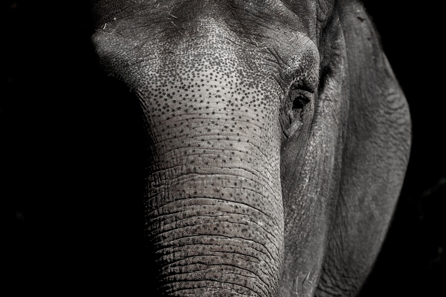 zbliżenie na głowę słonia
