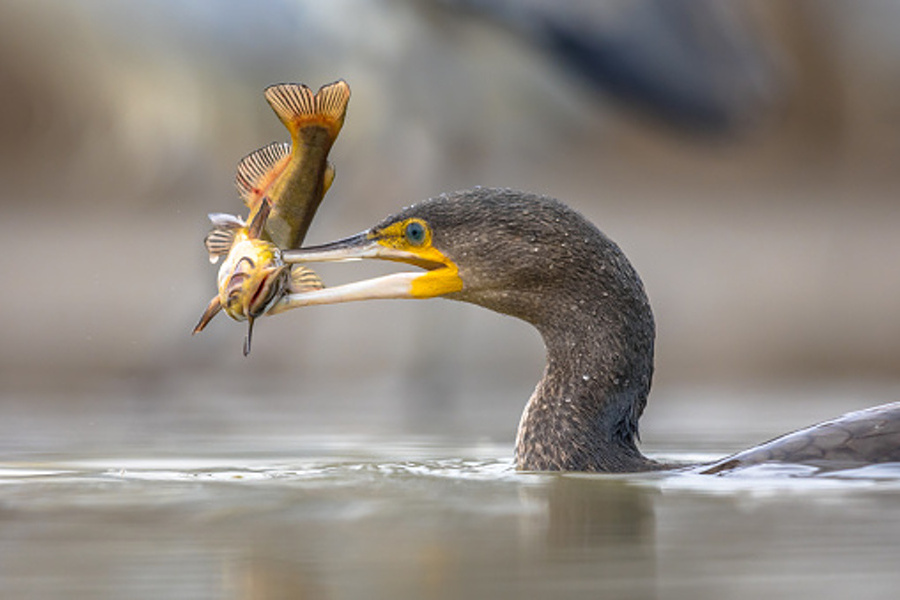 kormoran z rybą w dziobie
