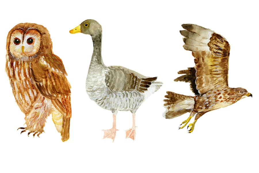 grafika rzy ptaki- od lewej strony: sowa, gęś, jastrząb