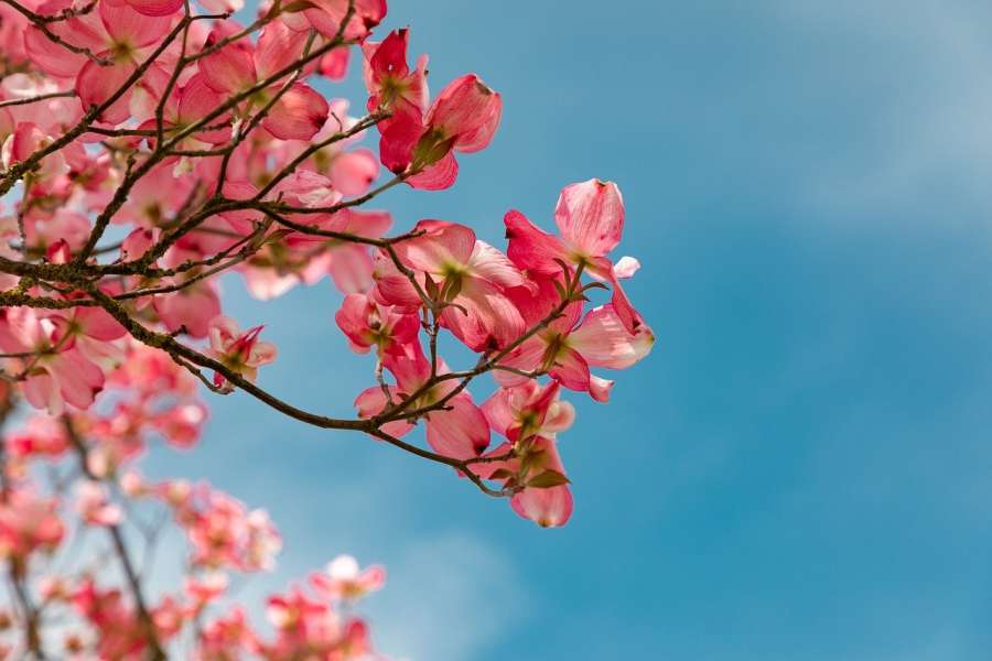 zdjęcie przedstawia kwitnące drzewo