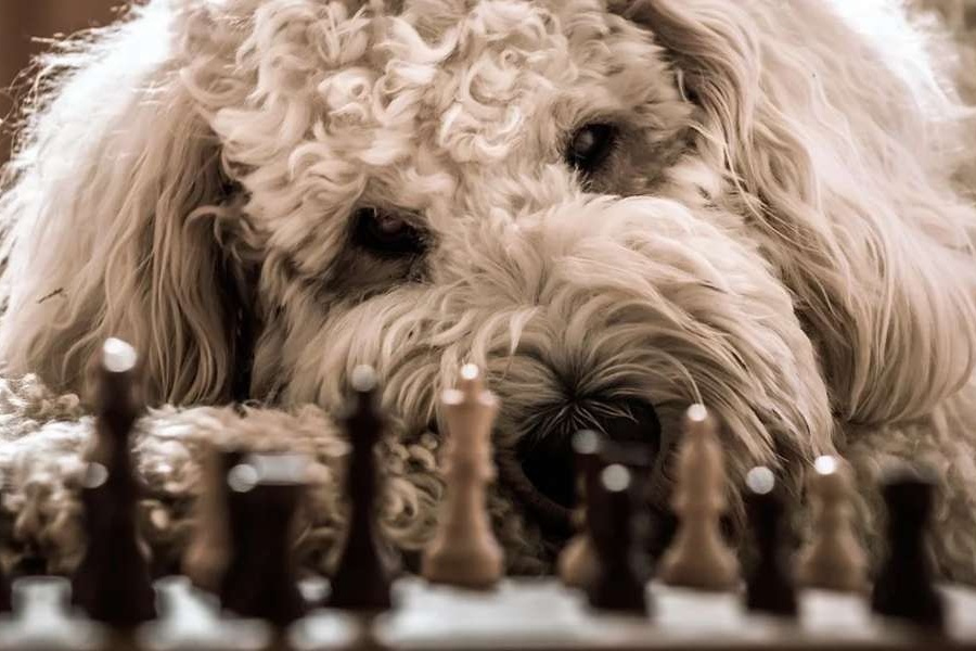 pies leżący przy szachownicy