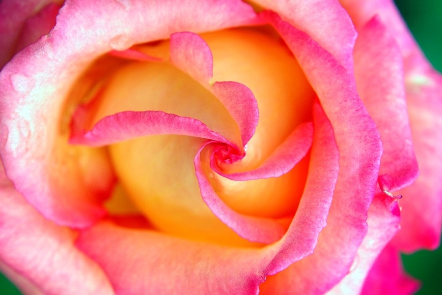 kwiat róży