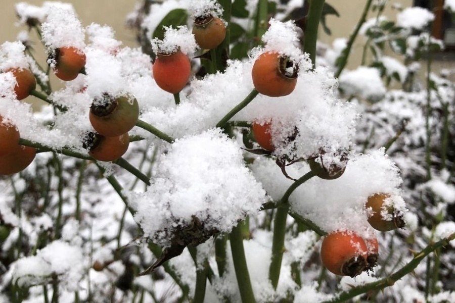 fragment krzewu różyczki ogrodowej z czerwonymi owocami i zamarzniętymi kwiatami na tle śniegu
