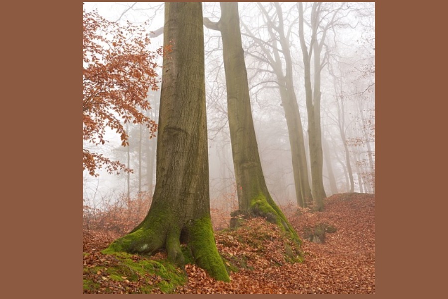 pejzaż jesienny - buki we mgle