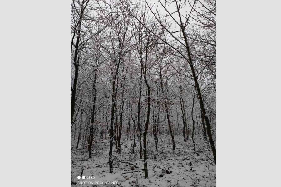zdjęcie zimowego lasu