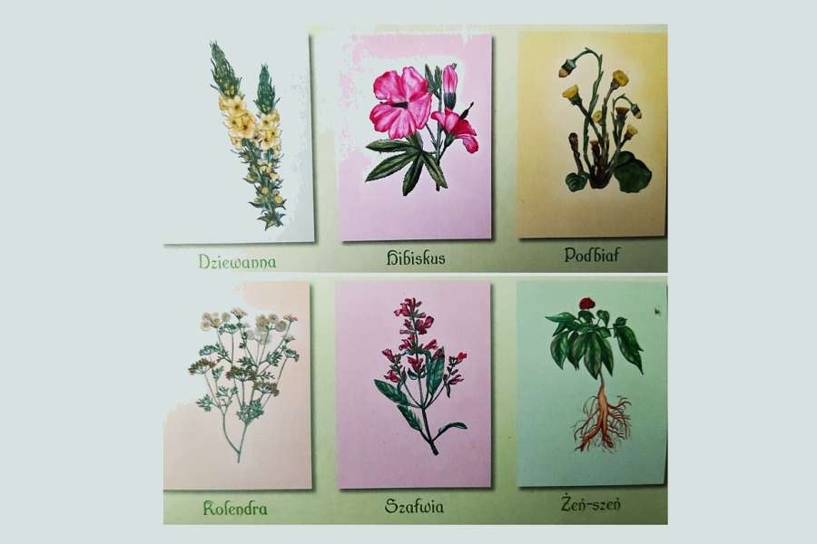 kolaż sześciu kwiatów ziołowych