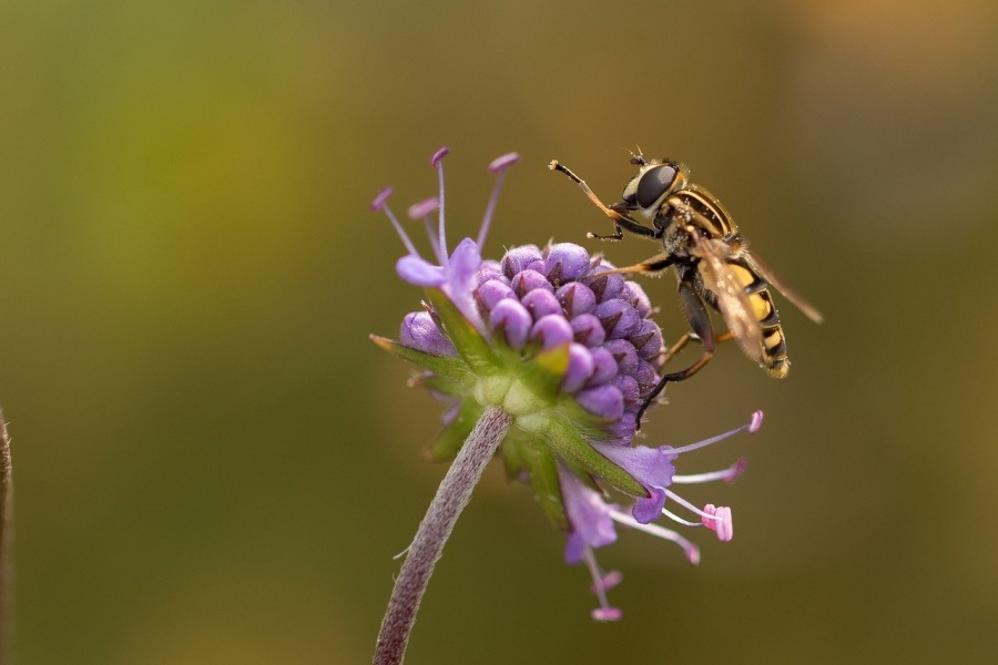 Pszczoła pijąca nektar z kwiatka