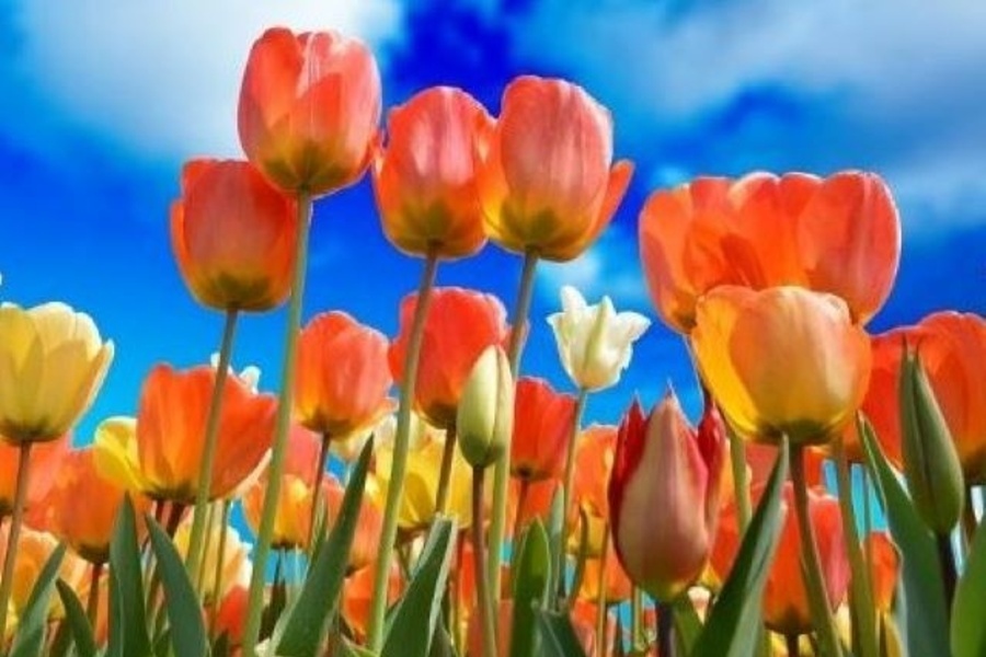 kolorowe tulipnay na tle nieba